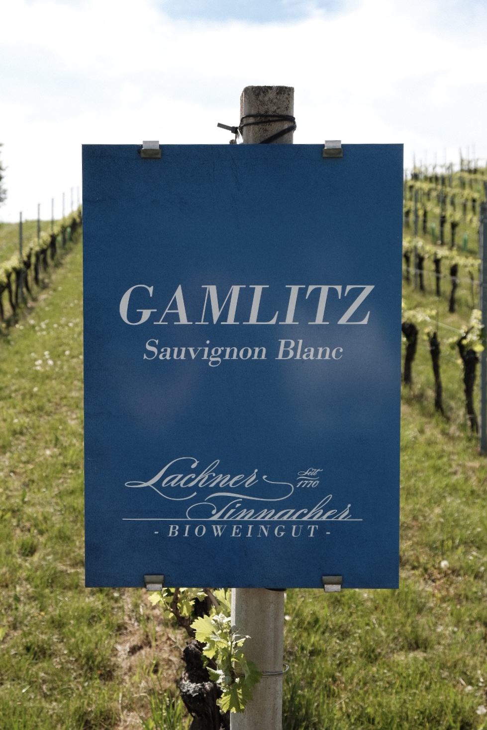 GAMLITZ Sauvignon Blanc 2025 – Bild 3